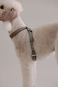 Harness Flynn - Grey