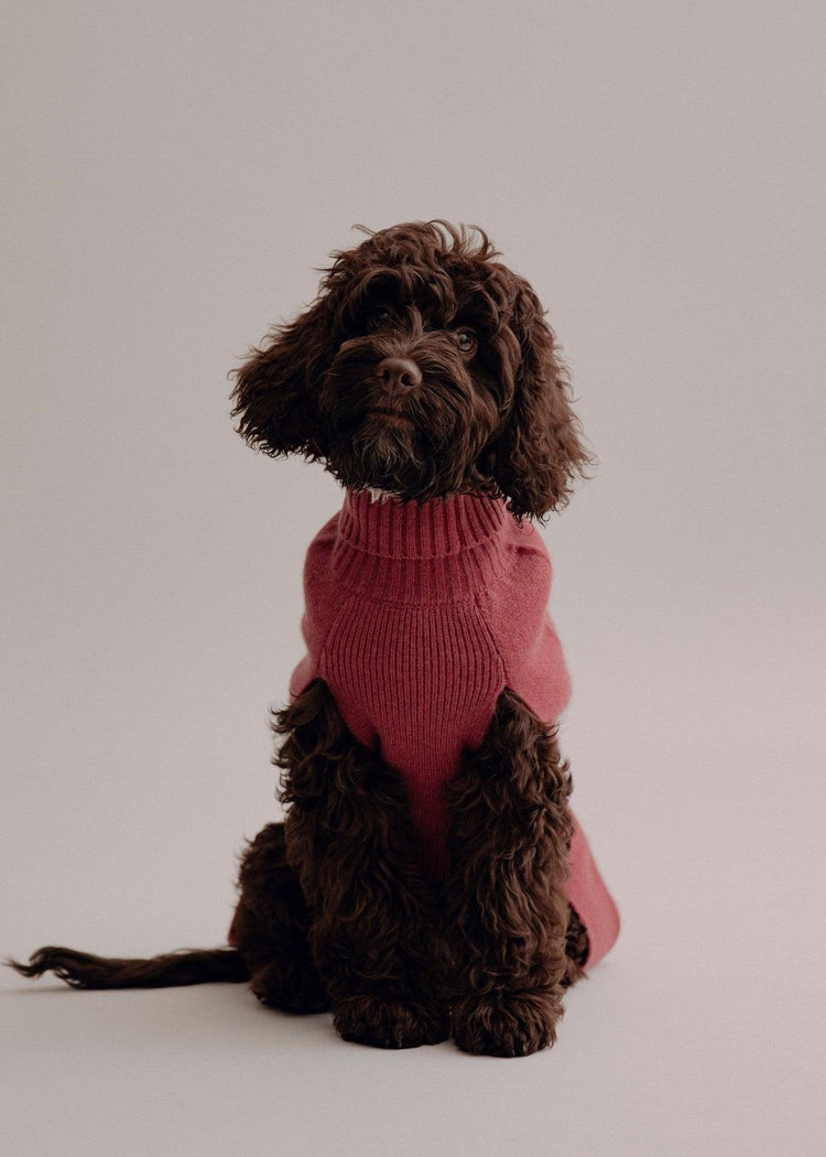 Cashmere Dog Pullover - Pintu