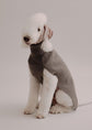 Cashmere Dog Pullover - Pintu