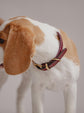 Collar Porthos - Cherry - Pintu