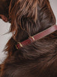 Collar Porthos - Cherry - Pintu